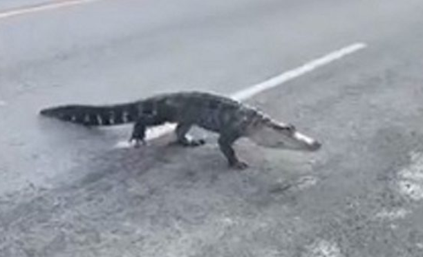 <b>天辰直属总代鳄鱼惊现蒙特利尔街头 穿越马路</b>